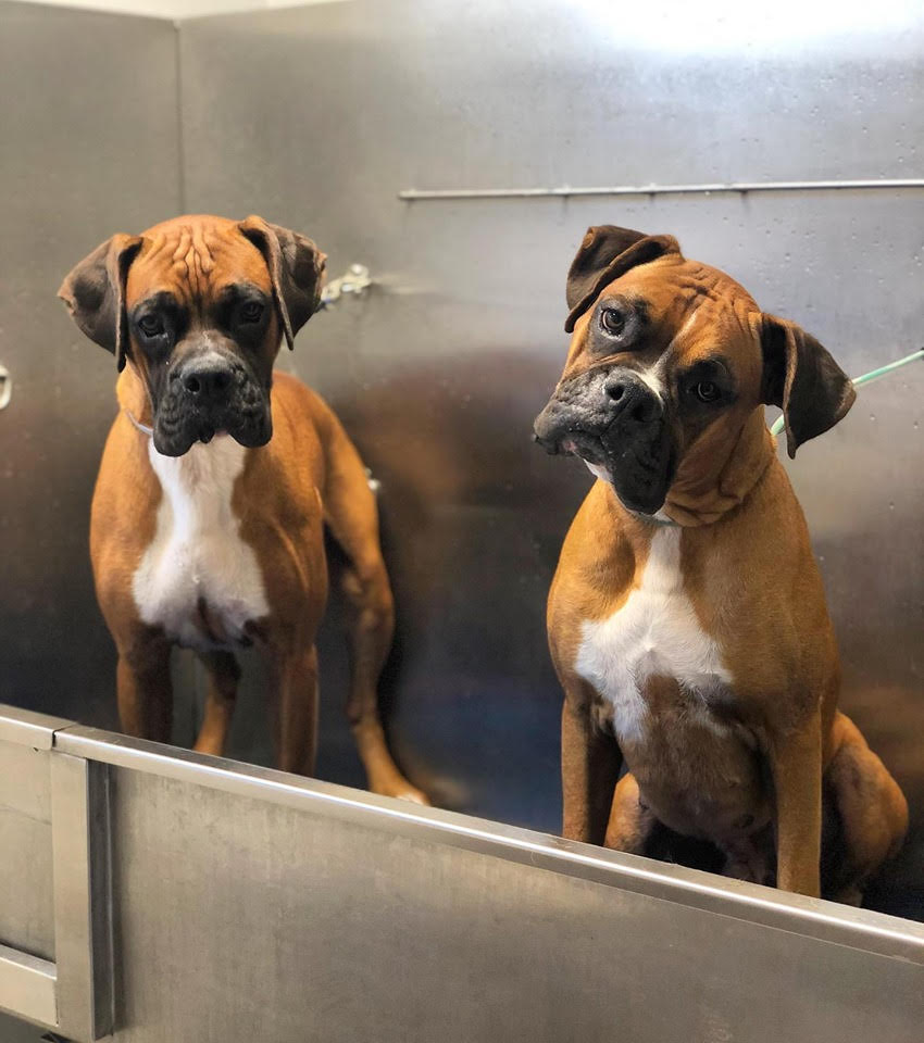 Boxer dog shop grooming