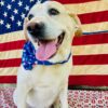 Happy Pets, Happy Hearts: Our Favorite Ways to Pamper Your Furry Friends imagejpeg_0(503)