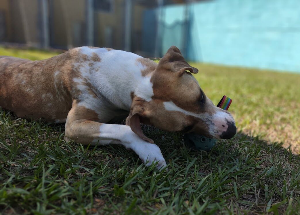 Pawsitively Summer: Keeping Your Pets Safe & Happy in the June Heat ☀️🐾
