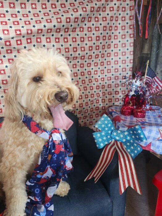 Safe, Sound, and Snuggled: Helping Pets Through Fireworks & the Summer Season