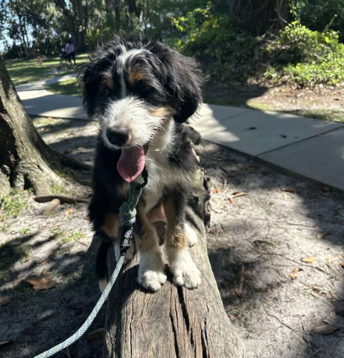 Responsible Pet Ownership Starts with Training